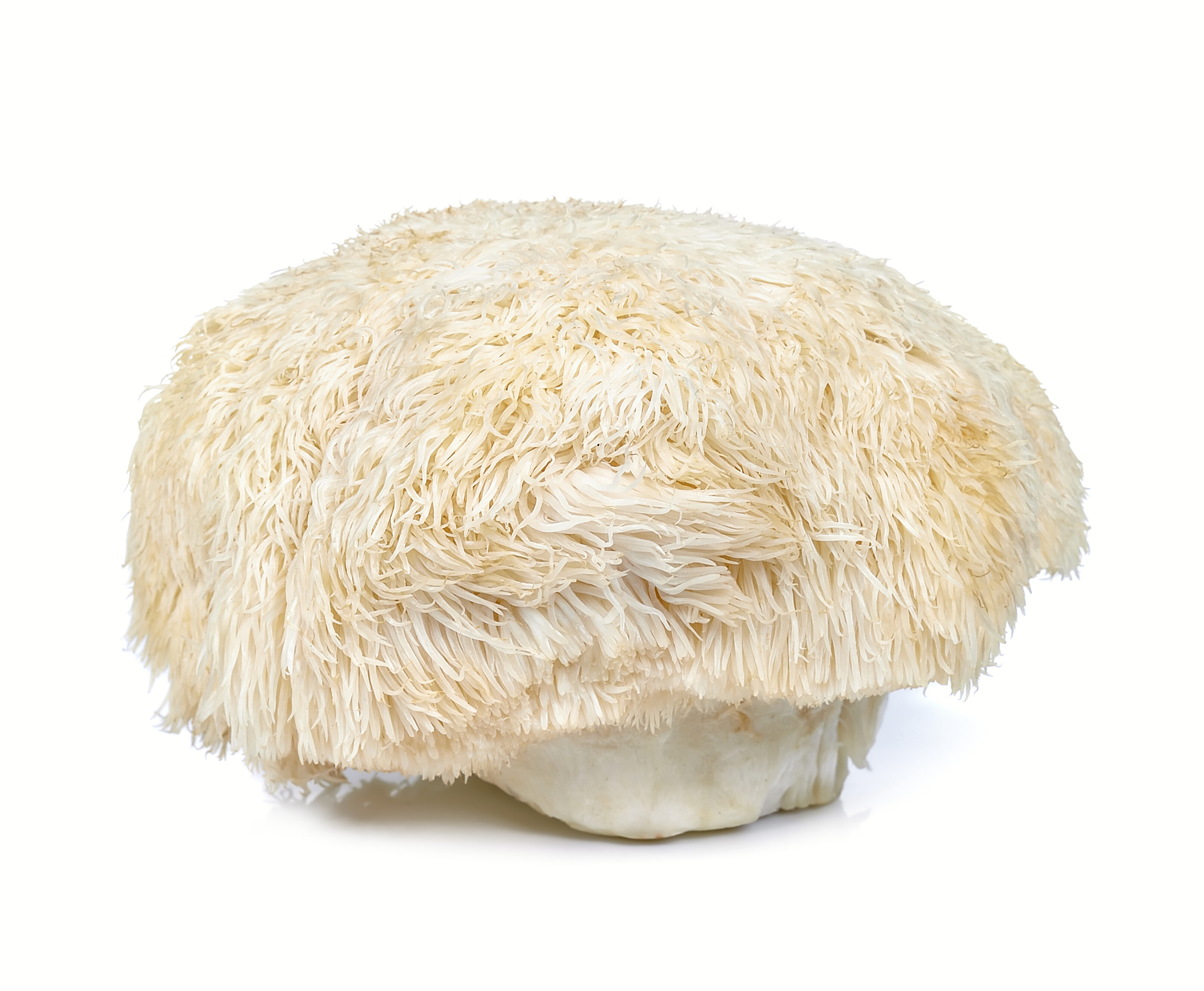 A whole, white Lion's Mane mushroom with its signature shaggy texture against a white background, used in gutBFF granola for gut health and cognitive focus.